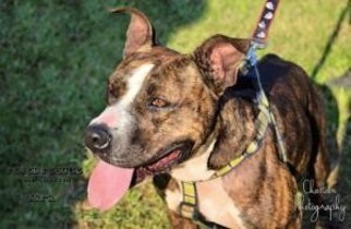 Staffordshire Bull Terrier Dogs for adoption in Victoria, TX, USA