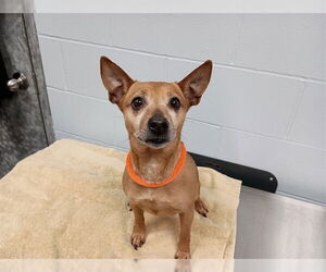 Miniature Pinscher-Unknown Mix Dogs for adoption in Ames, IA, USA