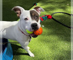 Boxer-Unknown Mix Dogs for adoption in Las Vegas, NV, USA
