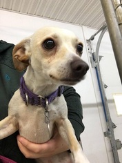 Chiweenie Dogs for adoption in Orleans, VT, USA