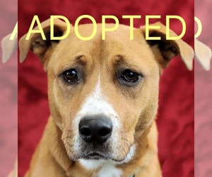 Boxador Dogs for adoption in Estherville, IA, USA