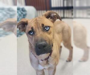 German Shepherd Dog-Unknown Mix Dogs for adoption in Fort Wayne, IN, USA