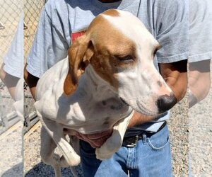 Pointer Dogs for adoption in York, SC, USA