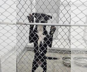 Labrador Retriever-Unknown Mix Dogs for adoption in Temple, TX, USA