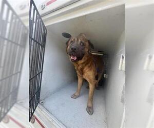 Chow Chow-German Shepherd Dog Mix Dogs for adoption in Houston, TX, USA