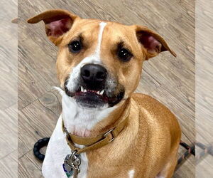 Mutt Dogs for adoption in Canton, CT, USA