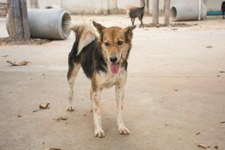 Medium Photo #1 Australian Shepherd-Unknown Mix Puppy For Sale in El Cajon, CA, USA