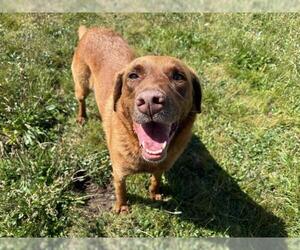 Labrador Retriever-Unknown Mix Dogs for adoption in McKinleyville, CA, USA