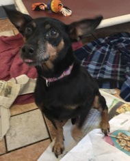 Miniature Pinscher Dogs for adoption in Colfax, IL, USA