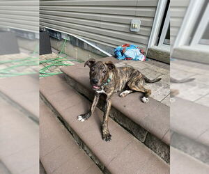 Plott Hound-Unknown Mix Dogs for adoption in Woodbury, NY, USA