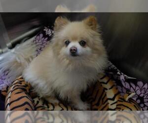 Pomeranian Dogs for adoption in Denver, CO, USA
