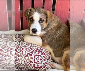 Mutt Dogs for adoption in Redmond, WA, USA