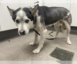 Siberian Husky-Texas Heeler Mix Dogs for adoption in HESPERIA, CA, USA