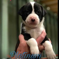 Boxador Dogs for adoption in Peachtree City, GA, USA