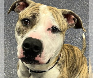 Mutt Dogs for adoption in Anchorage, AK, USA