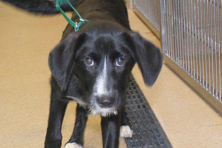 Medium Photo #1 Border Collie Puppy For Sale in Salem, MA, USA