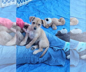 Chihuahua-Unknown Mix Dogs for adoption in Rocky Mount, NC, USA