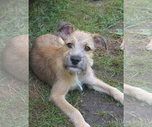 Pug-Unknown Mix Dogs for adoption in Arlington, WA, USA