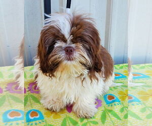 Medium Photo #3 Shih Tzu Puppy For Sale in Mountain View, MO, USA