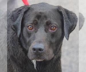 Chocolate Labrador retriever-Unknown Mix Dogs for adoption in Huntley, IL, USA