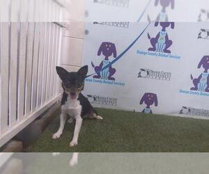 Chihuahua Dogs for adoption in Orlando, FL, USA