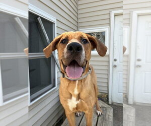 Coonhound-Labrador Retriever Mix Dogs for adoption in Brewster, NY, USA