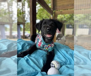 Labrador Retriever-Unknown Mix Dogs for adoption in NYC, NY, USA