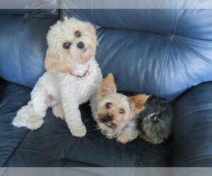 Cavachon Dogs for adoption in Suffolk, VA, USA