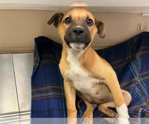 German Shepherd Dog-Unknown Mix Dogs for adoption in HESPERIA, CA, USA