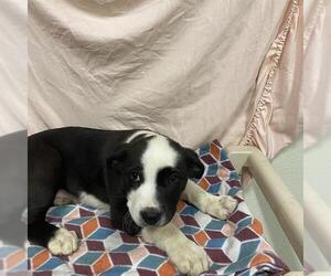 Great Dane-Unknown Mix Dogs for adoption in Modesto, CA, USA