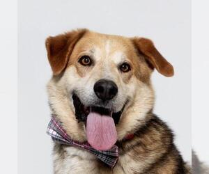 German Shepherd Dog Dogs for adoption in Santa Maria, CA, USA