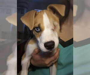 Mutt Dogs for adoption in Foristell, MO, USA