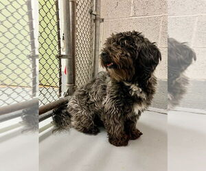 Havanese-Unknown Mix Dogs for adoption in Lawrenceville, NJ, USA