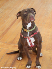 Bullboxer Pit Dogs for adoption in Huntsville, AL, USA