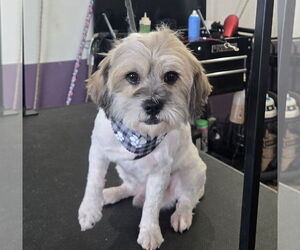 Shih Tzu-Unknown Mix Dogs for adoption in Peralta, NM, USA