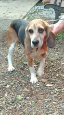 Beagle Dogs for adoption in Redding, CA, USA