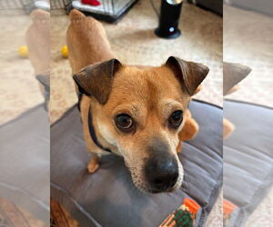 Chihuahua-Unknown Mix Dogs for adoption in Davis, CA, USA