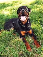 Rottweiler Dogs for adoption in Livermore, CA, USA