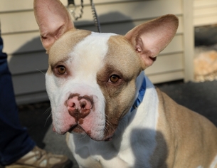 American French Bull Terrier Dogs for adoption in Birdsboro, PA, USA