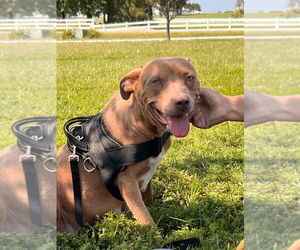 Medium Photo #1 Mutt Puppy For Sale in Claremore, OK, USA