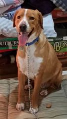 Lab-Pointer Dogs for adoption in Royal Oak, MI, USA