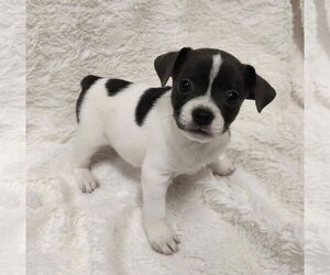 Rat-Cha Dogs for adoption in St. Louis Park, MN, USA