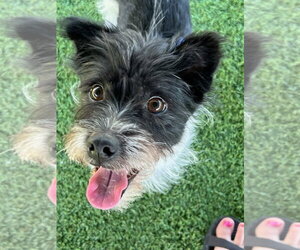 Norwich Terrier-Unknown Mix Dogs for adoption in Agoura Hills, CA, USA