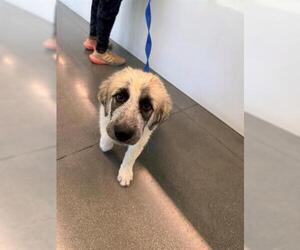Great Pyrenees Dogs for adoption in San Martin, CA, USA