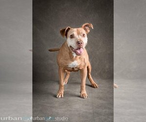 American Staffordshire Terrier-Unknown Mix Dogs for adoption in Tampa, FL, USA