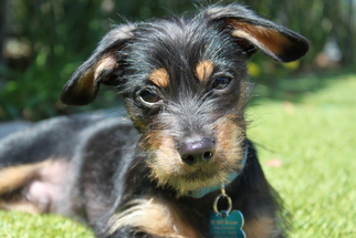 Medium Photo #1 Mutt Puppy For Sale in Rancho Santa Margarita, CA, USA