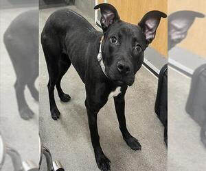 Labrador Retriever-Unknown Mix Dogs for adoption in Forestville, MD, USA