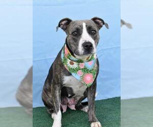 American Pit Bull Terrier Dogs for adoption in Bakersfield, CA, USA