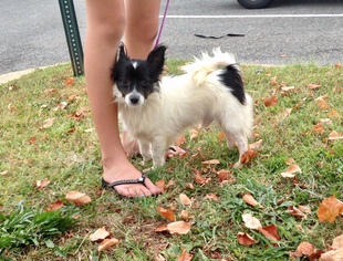 Papillon Dogs for adoption in Potomac, MD, USA