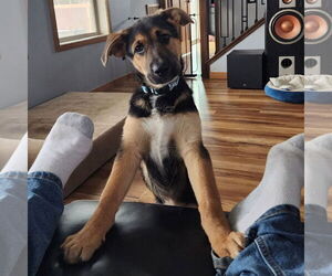 German Shepherd Dog-Unknown Mix Dogs for adoption in Fargo, ND, USA